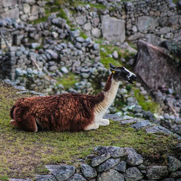 Native Wildlife